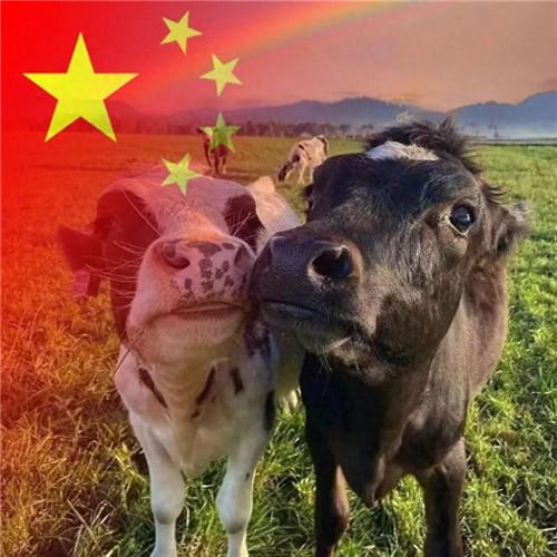 2023最新款微信国庆头像图片，国旗配色，爱国之心满满！