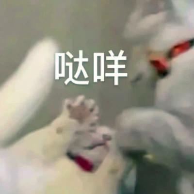 表情头像逗比图片（精选66张）