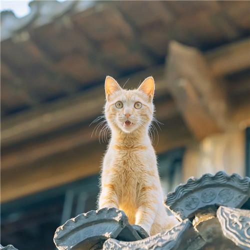 清新高级小众猫咪头像图片（精选31张），超美猫咪头像！