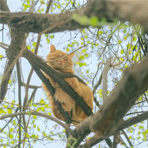 清新治愈系可爱猫咪头像图片大全（精选30张）