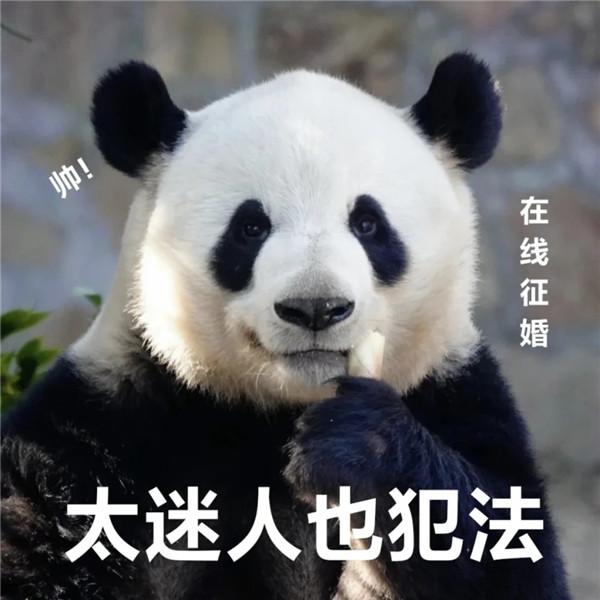 憨态可掬可爱大熊猫带字表情包头像图片