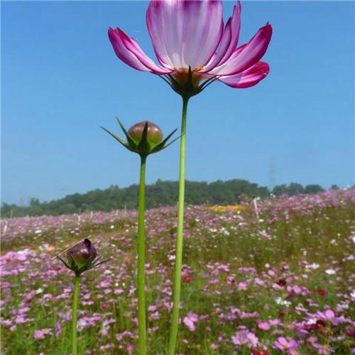 格桑花微信头像 高清好看的最美格桑花微信头像图片