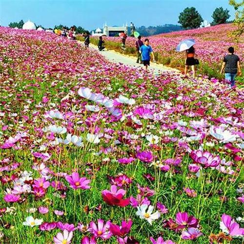 格桑花微信头像 高清好看的最美格桑花微信头像图片