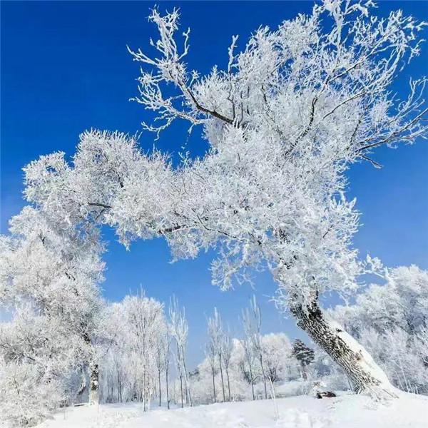 微信雪景头像风景唯美 千里冰封 万里雪飘