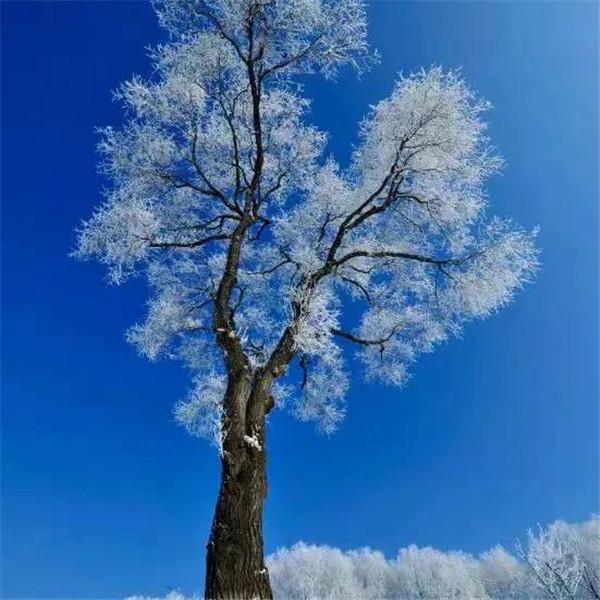 微信雪景头像风景唯美 千里冰封 万里雪飘