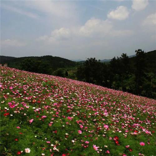 格桑花微信头像 高清好看的最美格桑花微信头像图片