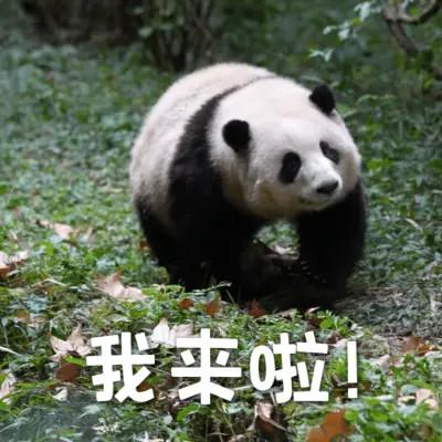 2023年最火的表情搞笑头像