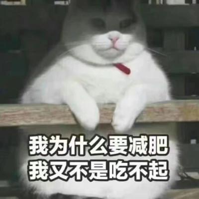 表情包头像沙雕熊猫头