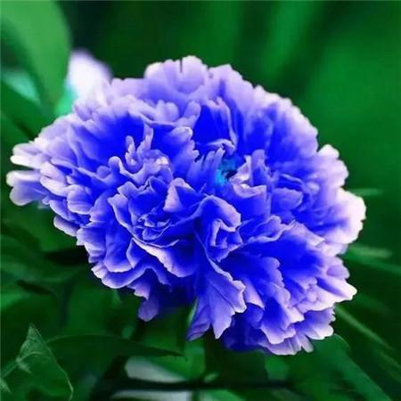 最好看的牡丹花微信头像图片 真实牡丹花照片