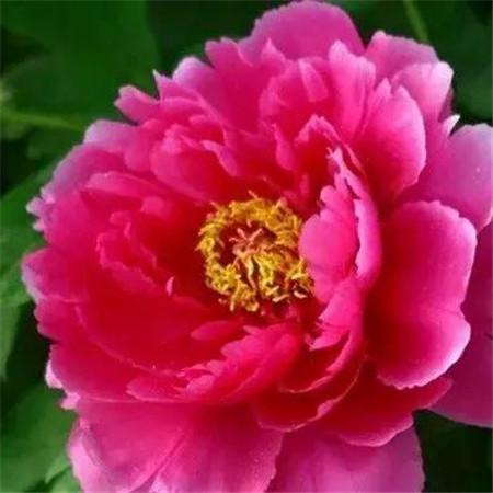 最好看的牡丹花微信头像图片 真实牡丹花照片