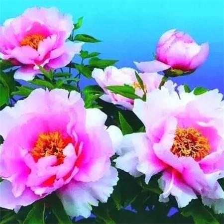 最好看的牡丹花微信头像图片 真实牡丹花照片