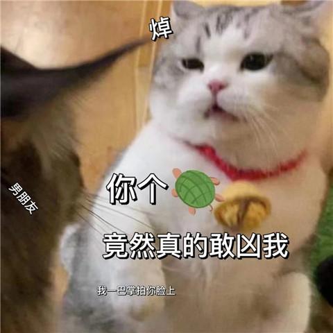 有点无聊猫咪表情包头像图片