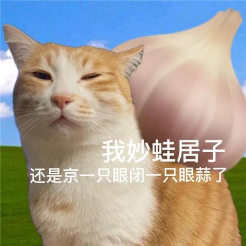 有点无聊猫咪表情包头像图片