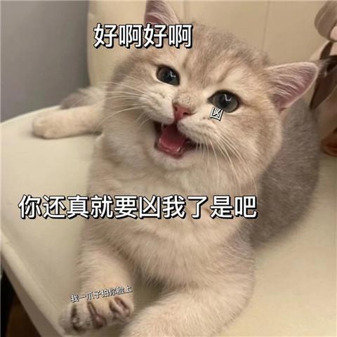 有点无聊猫咪表情包头像图片