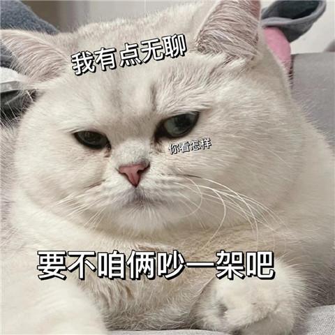 有点无聊猫咪表情包头像图片