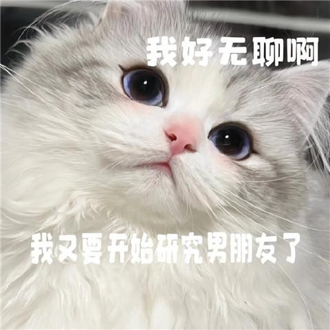 有点无聊猫咪表情包头像图片