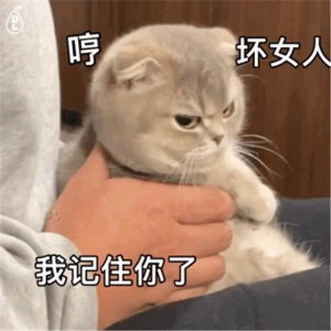 有点无聊猫咪表情包头像图片