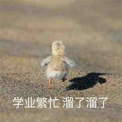 40张关于学习的表情包图片头像