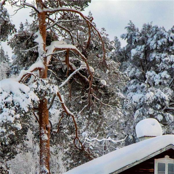 深山老林的雪景风光头像图片