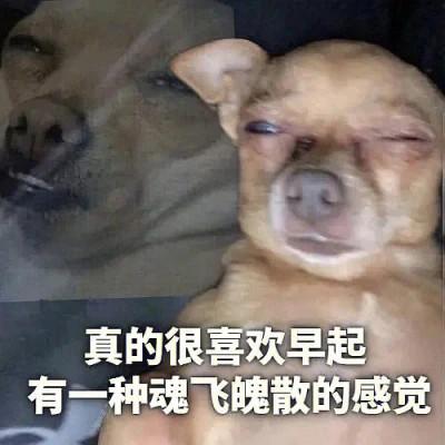 40张关于学习的表情包图片头像