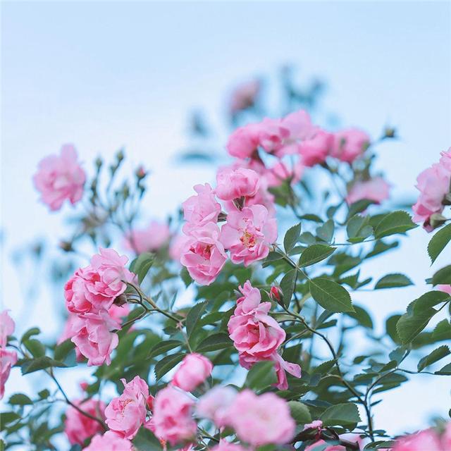 唯美花的头像 风景 清新 淡雅 花朝花暮