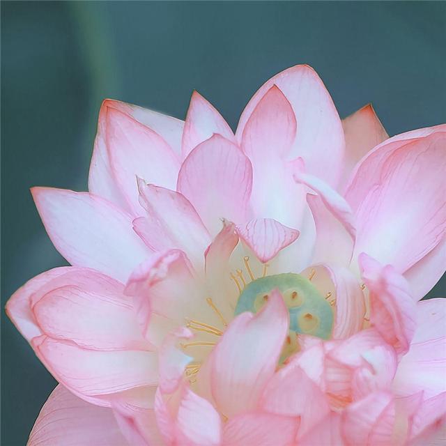 唯美花的头像 风景 清新 淡雅 花朝花暮