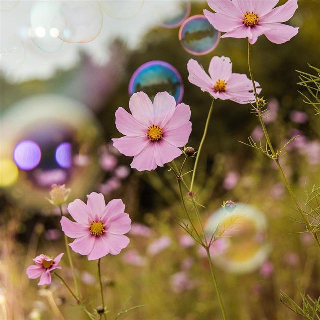 唯美花的头像 风景 清新 淡雅 花朝花暮