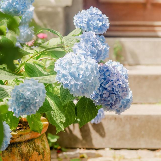 唯美花的头像 风景 清新 淡雅 花朝花暮