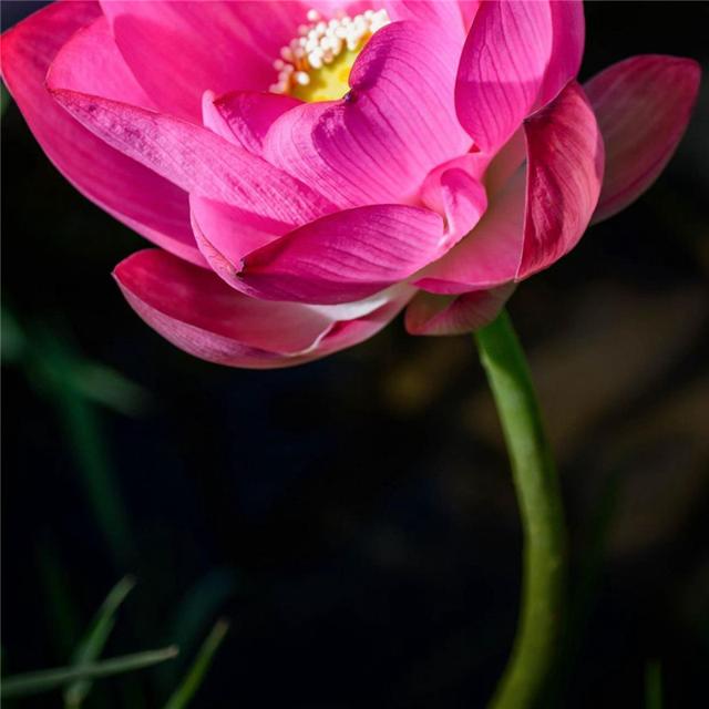 唯美花的头像 风景 清新 淡雅 花朝花暮