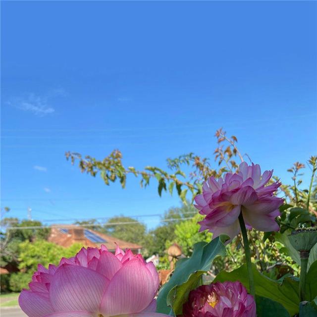 唯美花的头像 风景 清新 淡雅 花朝花暮