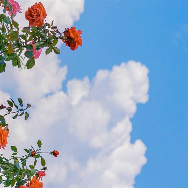 唯美花的头像 风景 清新 淡雅 花朝花暮