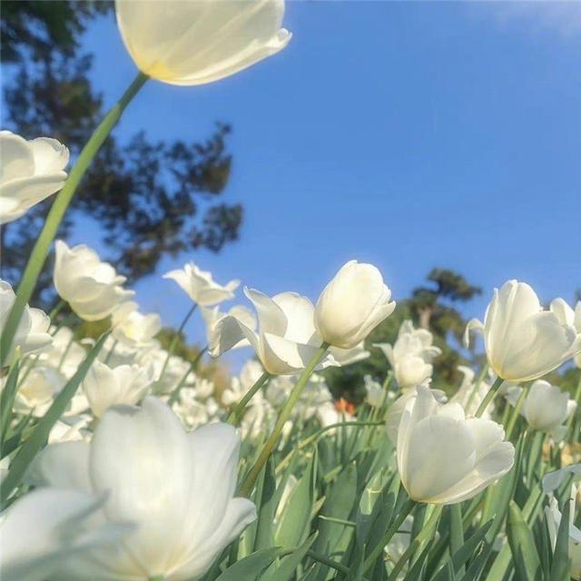 唯美花的头像 风景 清新 淡雅 花朝花暮