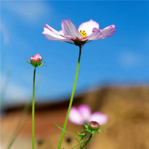 美丽鲜花头像图片大全 高清好看的唯美意境花朵微信头像