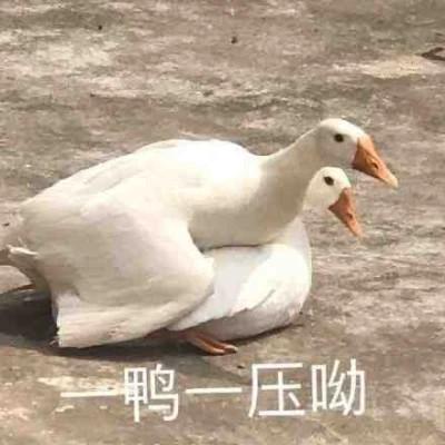 表情包头像沙雕搞笑图片65张