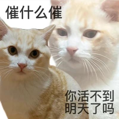 表情包头像81张 带字适合做头像的表情包