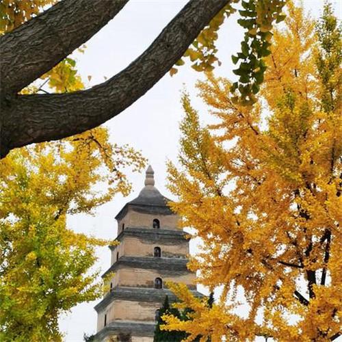 秋天唯美头像图片 高清唯美意境适合秋天的风景头像图片