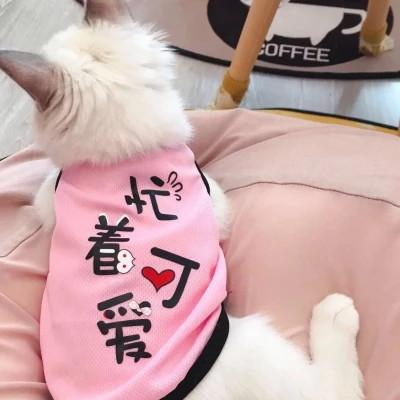 猫萌宠头像治愈可爱图片