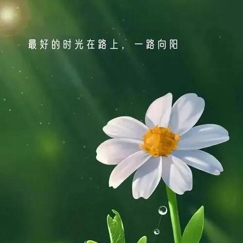 手绘花朵头像清新唯美图片