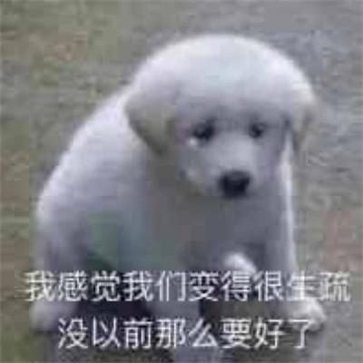 2023年最火表情包