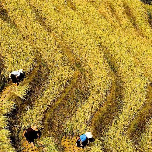 最美梯田图片头像大全 美伦美幻的梯田风景