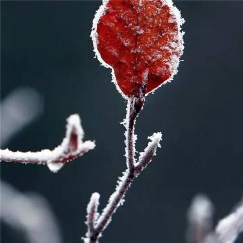 唯美霜雪风景头像图片 太美了