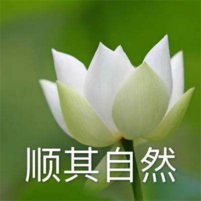 2023荷花微信头像图片精选