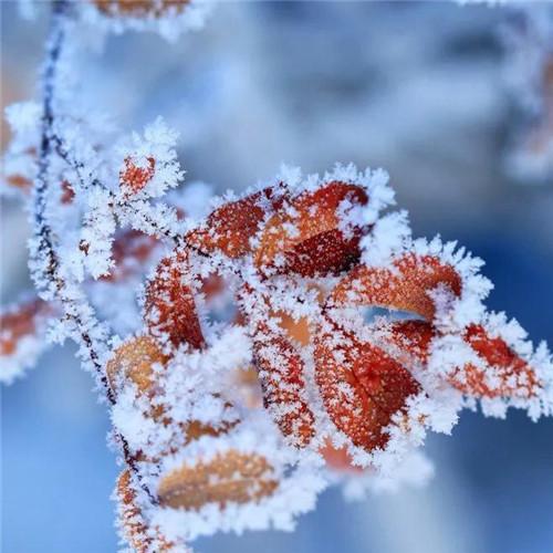 唯美霜雪风景头像图片 太美了