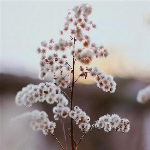 唯美霜雪风景头像图片 太美了