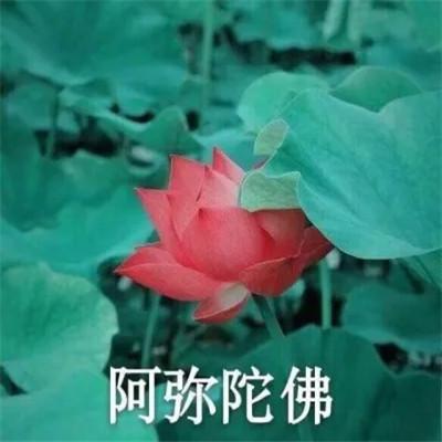 2023荷花微信头像图片精选