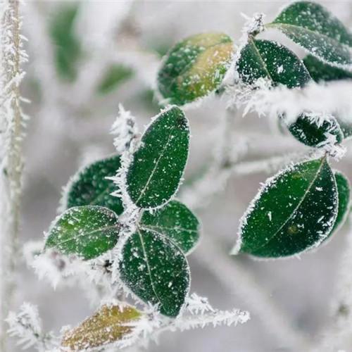 唯美霜雪风景头像图片 太美了