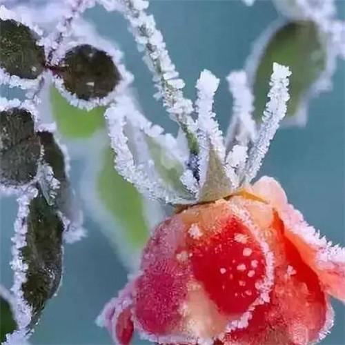 唯美霜雪风景头像图片 太美了