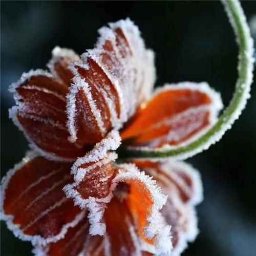 唯美霜雪风景头像图片 太美了