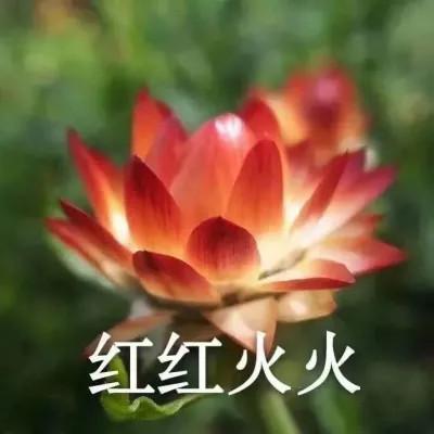 2023荷花微信头像图片精选