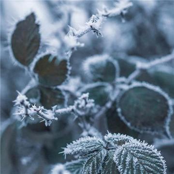 唯美霜雪风景头像图片 太美了